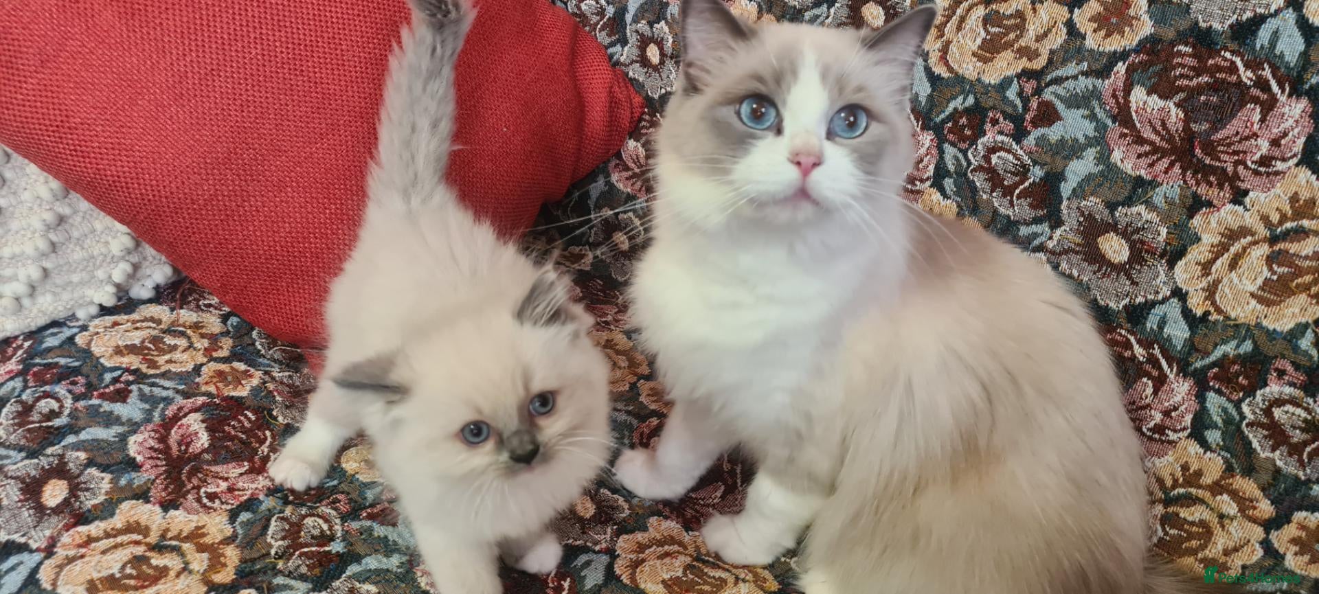 Ragdoll cats Adorable ragdoll kitten for sale - Advert 2