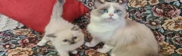 Ragdoll cats for sale: Adorable ragdoll kitten for sale - Advert 1