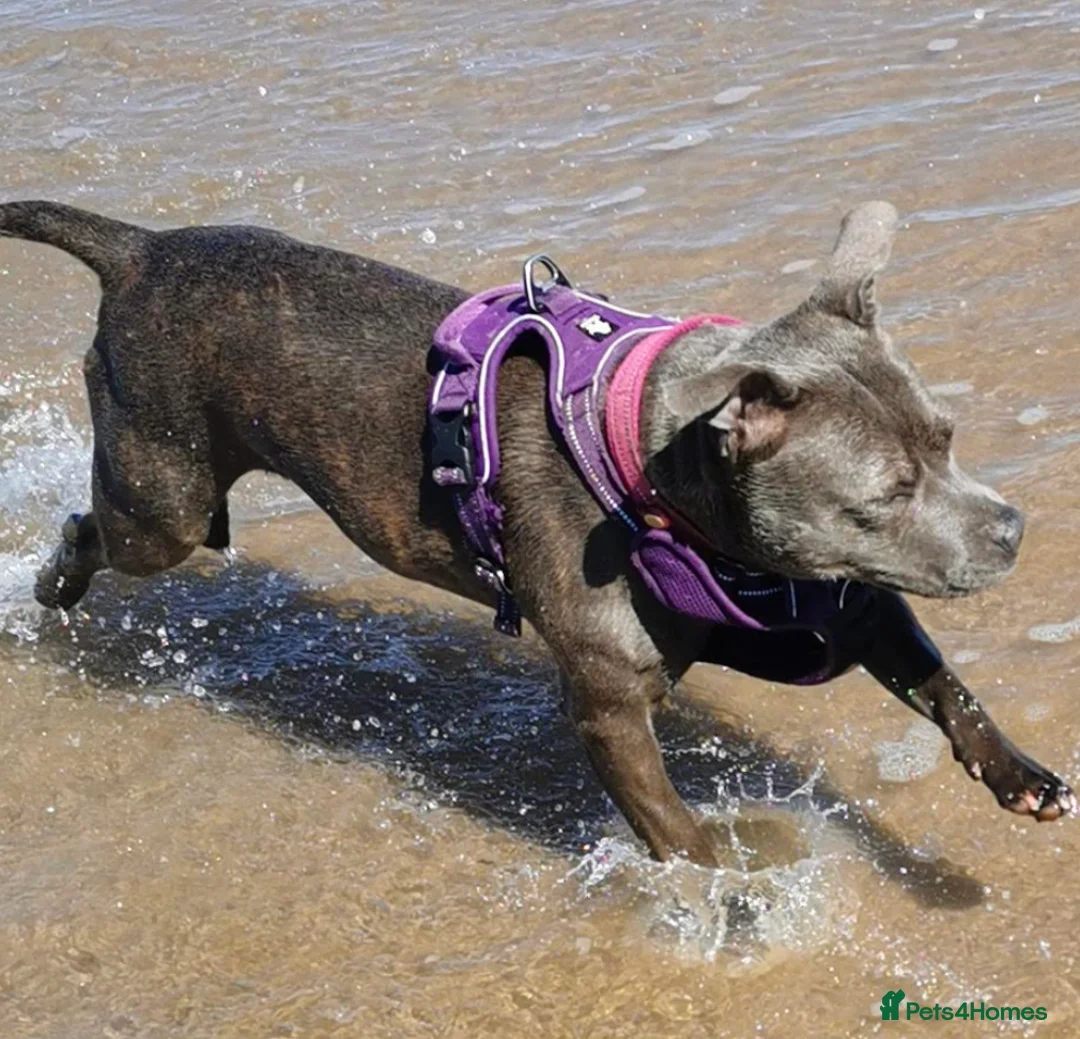 Staffordshire Bull Terrier dogs for sale: **CHAMPION VALGLO BLOODLINE STAFFORD LITTER** - Advert 14