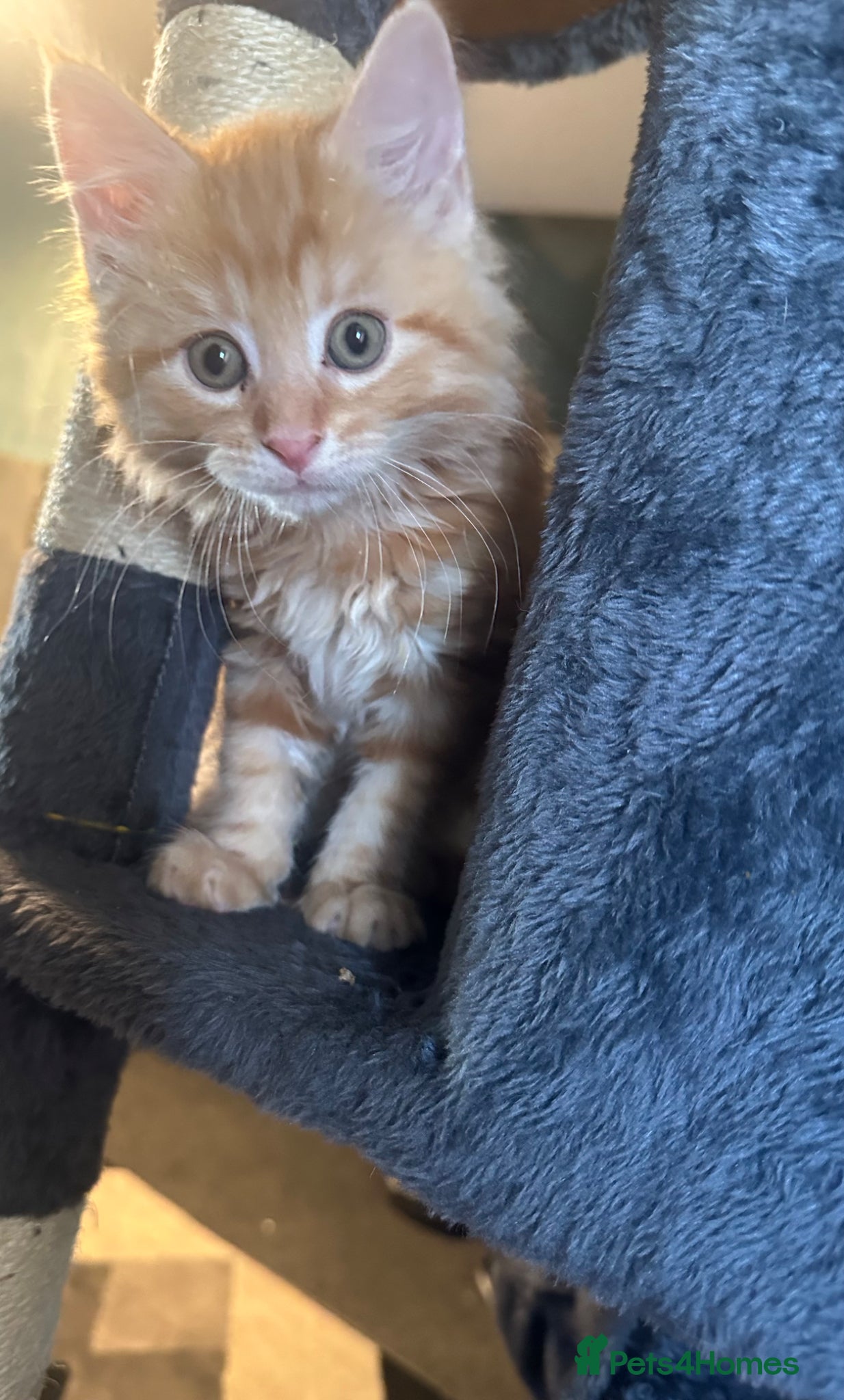 Mixed Breed cats Price lowered for gorgeous boy!!! - Advert 1
