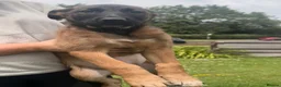 Belgian Shepherd Dog dogs for sale: RARE BLACK&BROWN BELGIAN MALINOIS PUPPIES - Advert 14