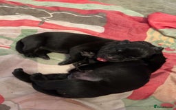 Mixed Breed dogs for sale: Corso weilers  - Image 8