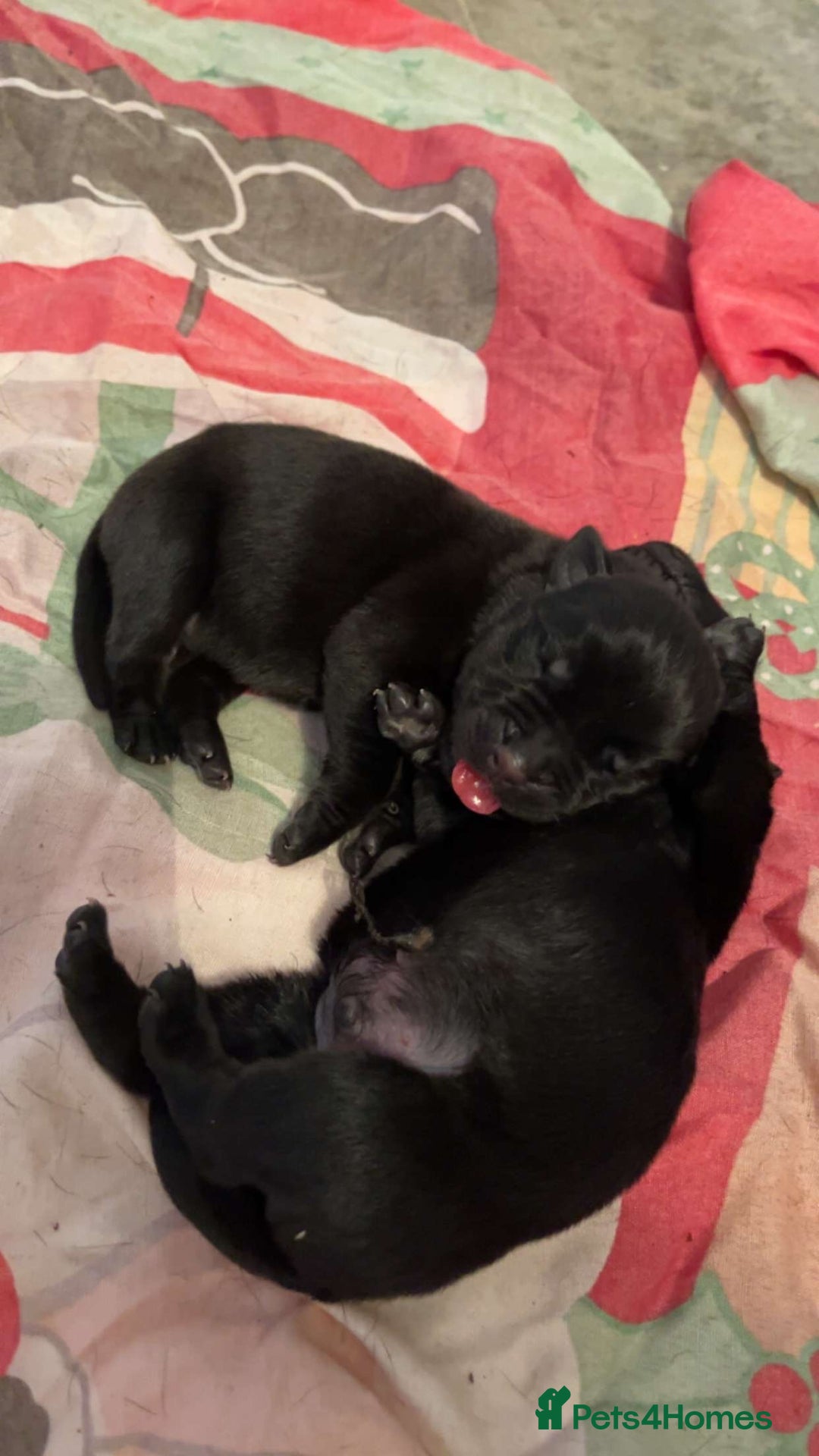 Mixed Breed dogs for sale: Corso weilers  - Image 8