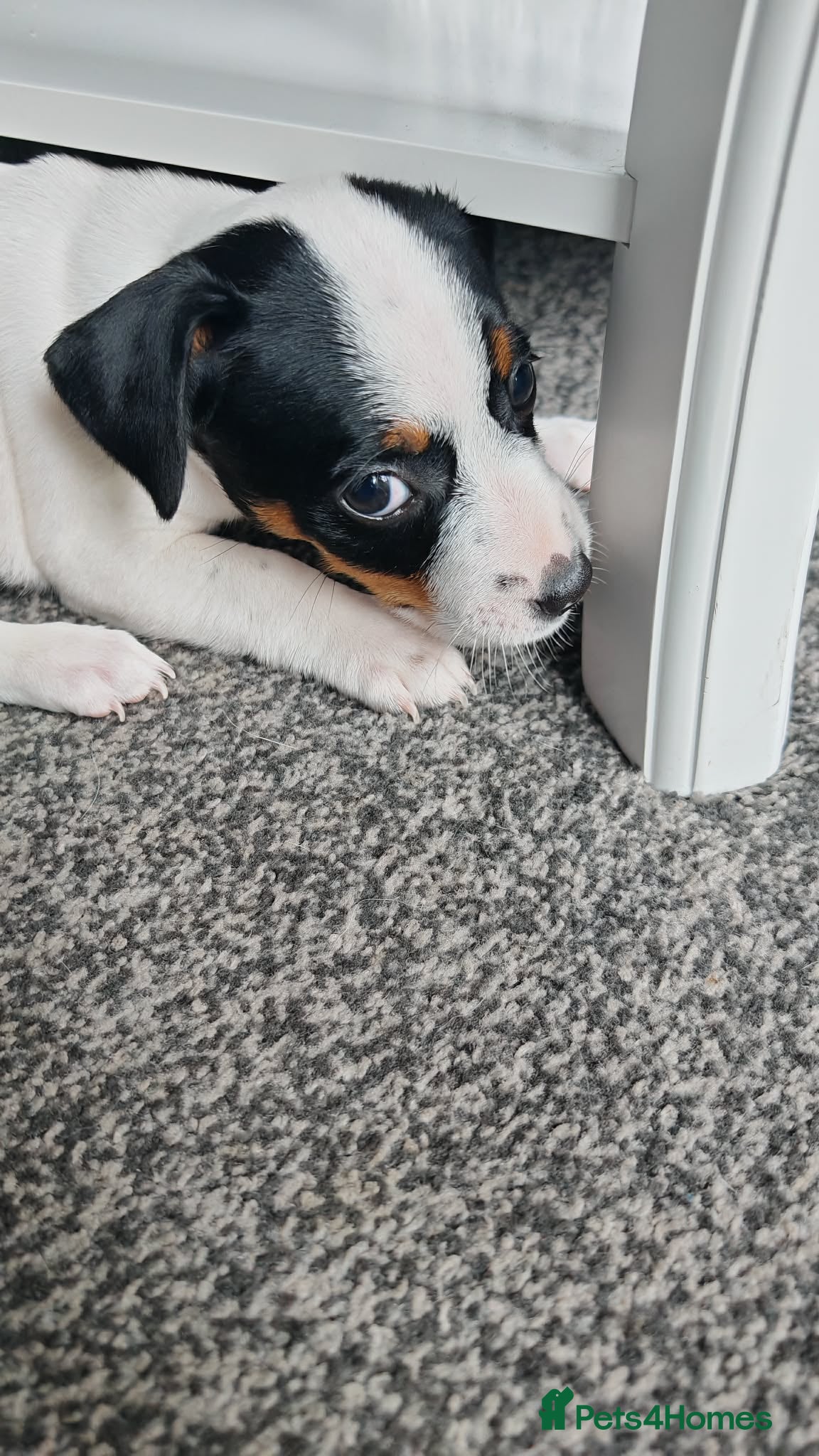 Jack Russell dogs  Beautiful Jack Russell baby girl  - Advert 2