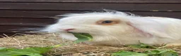 Mini Lop rabbits for sale: Adult Females + Males & Baby Male Rabbits  - Advert 7