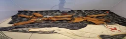 Hungarian Vizsla dogs for sale: Hungarian Vizsla Puppies KC Registered - Advert 5