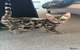 Bengal cats for sale: ✨️2 Kittens left! 🐱 in Berkhamsted - Image 12