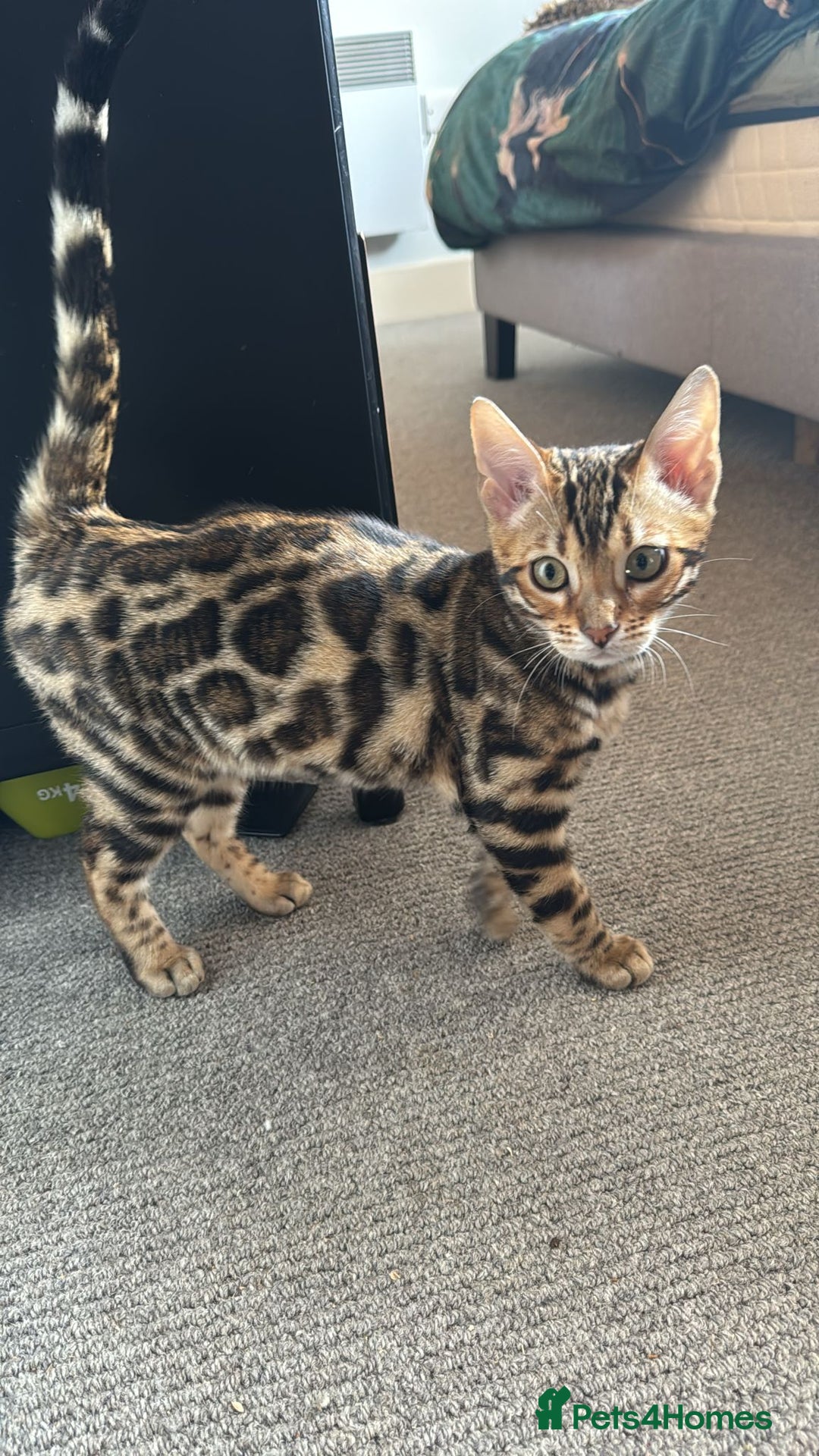 Bengal cats for sale: ✨️2 Kittens left! 🐱 in Berkhamsted - Image 12
