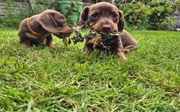 Miniature Dachshund dogs for sale: Miniature sausages Kc reg  in Wigan - Image 14