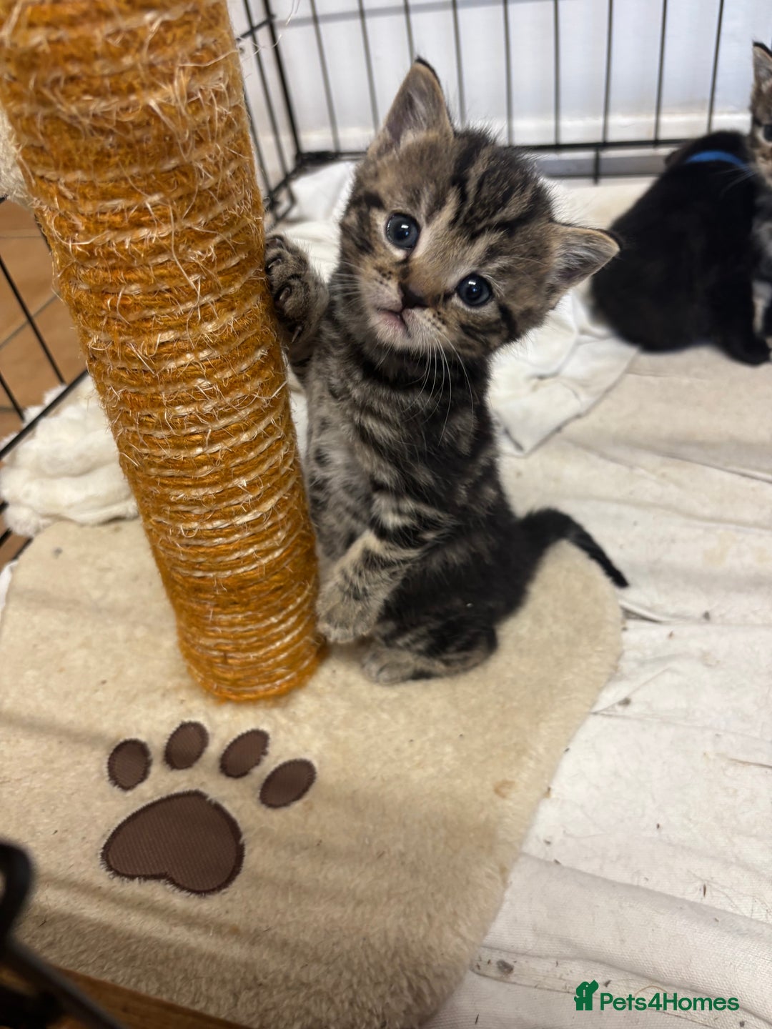 British Shorthair cats for sale: Two gorgeous female kittens for sale - Image 3