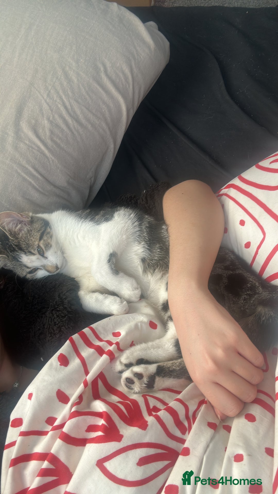 Mixed Breed cats for sale: Phoebe, 10 Months Old 🐾 🩷 - Advert 13