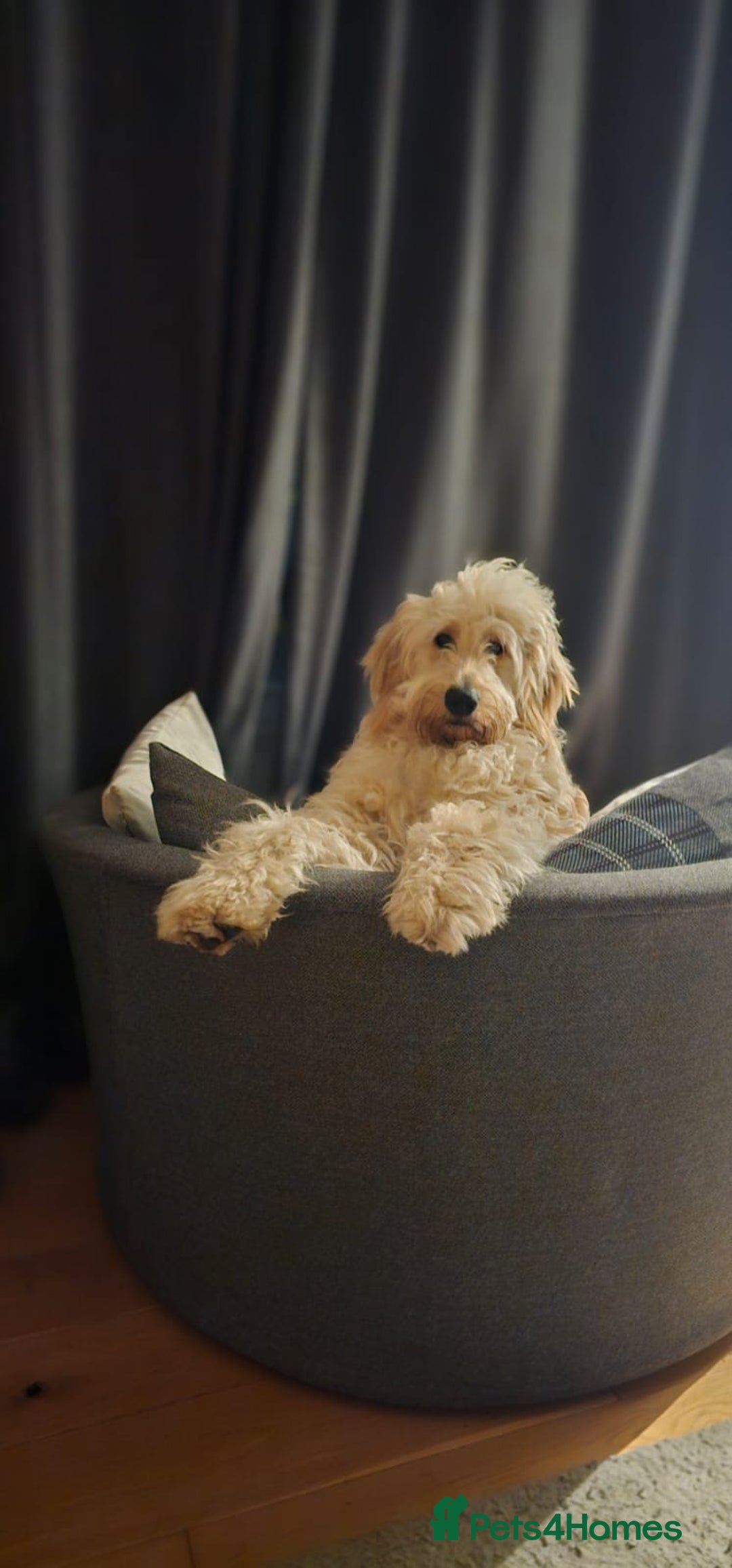 Mixed Breed dogs for sale: Auggie - Smart, Loving & Needs an Experienced Home - Advert 5