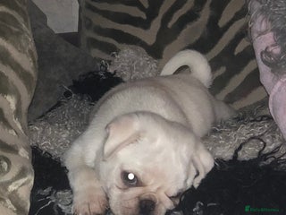 Pug dogs READY NOW white male pug puppy - Advert 2