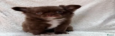Chihuahua 3