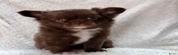 Chihuahua dogs for sale: KC puppies for sale  - Advert 24
