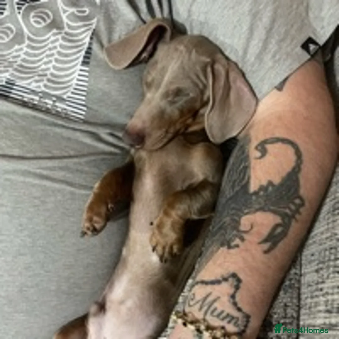 Miniature Dachshund dogs for stud: Isabella PRA/DM/OI clear son of Charlie Chaplin in Clacton-on-Sea - Advert 6