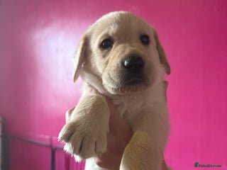 Labradoodle dogs Labradoodle - Advert 1