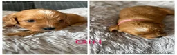 Cavapoo dogs for sale: F1 cavapoo puppies 🐶  - Advert 6