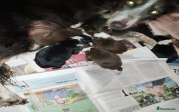 Border Collie dogs for sale: Beautiful border collie puppies - Advert 4
