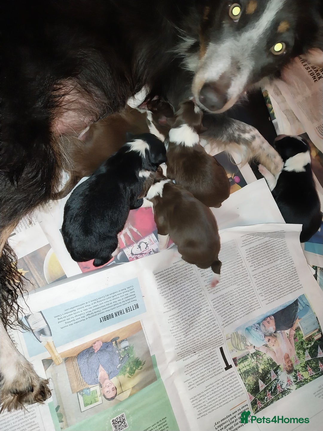 Border Collie dogs for sale: Beautiful border collie puppies - Advert 4