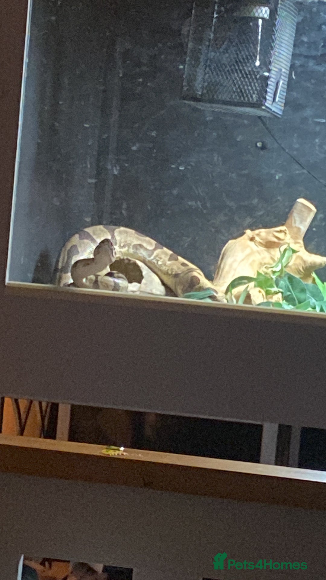 Python Snake reptiles for sale: Royal python  - Advert 1