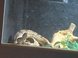 Python Snake reptiles Royal python - Advert 16