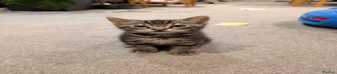 Domestic Shorthair Kitten 1