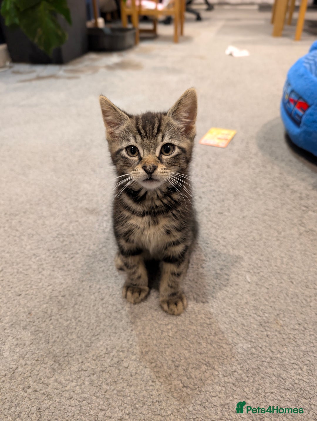 British Shorthair cats for sale: 2 Female Domestic Shorthair Kittens  - Image 1
