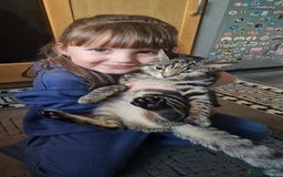 Maine Coon cats for sale: Half Maine Coon  - Advert 1