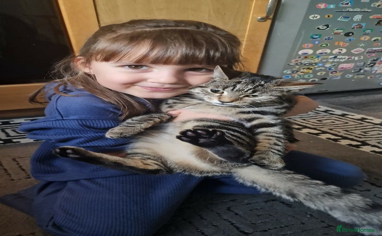 Maine Coon cats Half Maine Coon  - Advert 1