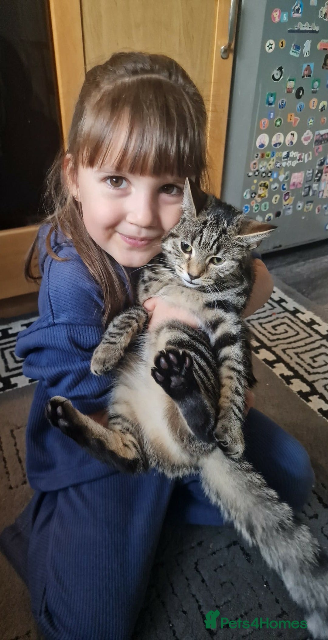 Maine Coon cats for sale: Half Maine Coon  - Advert 1