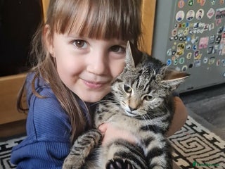 Maine Coon cats Half Maine Coon - Advert 1