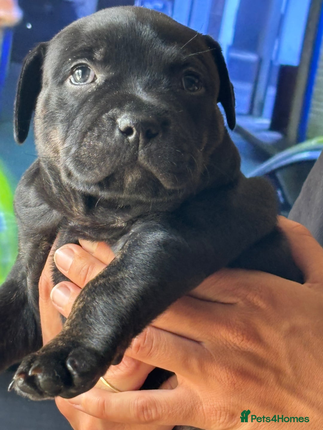 Staffordshire Bull Terrier dogs for sale: Staffy pups looking for their forever homes 🏡  - Image 12