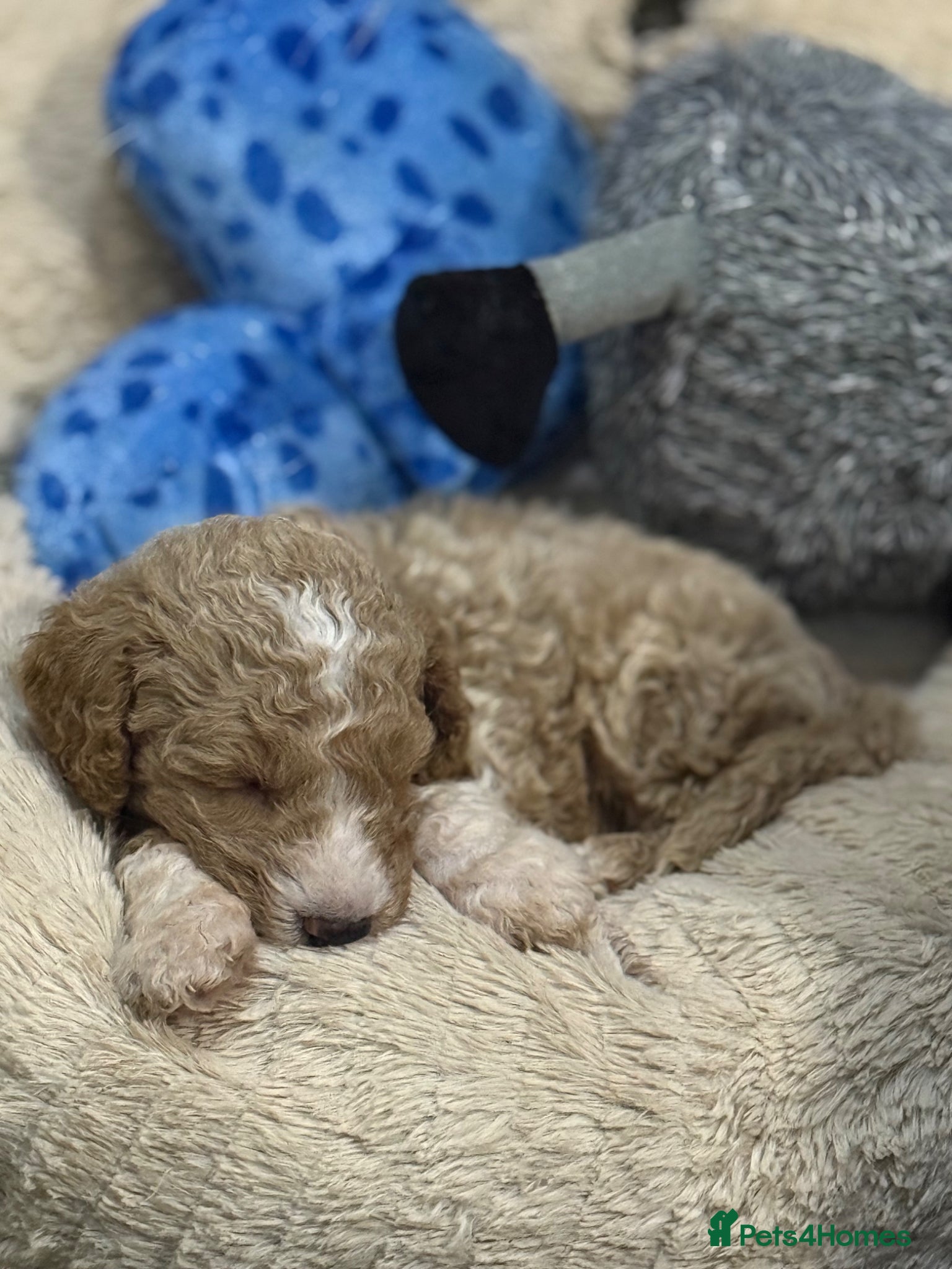 Australian Labradoodle dogs for sale: fully health tested Australian Labradoodles - Advert 1