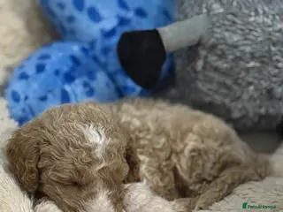 Australian Labradoodle dogs for sale: fully health tested Australian Labradoodles - Advert 1