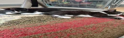Mixed Breed cats for sale: 6 cute kittens for sale - Advert 9