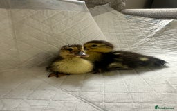 Ducks poultry for sale: Muscovies Muscovy ducklings Unsexed  - Image 2