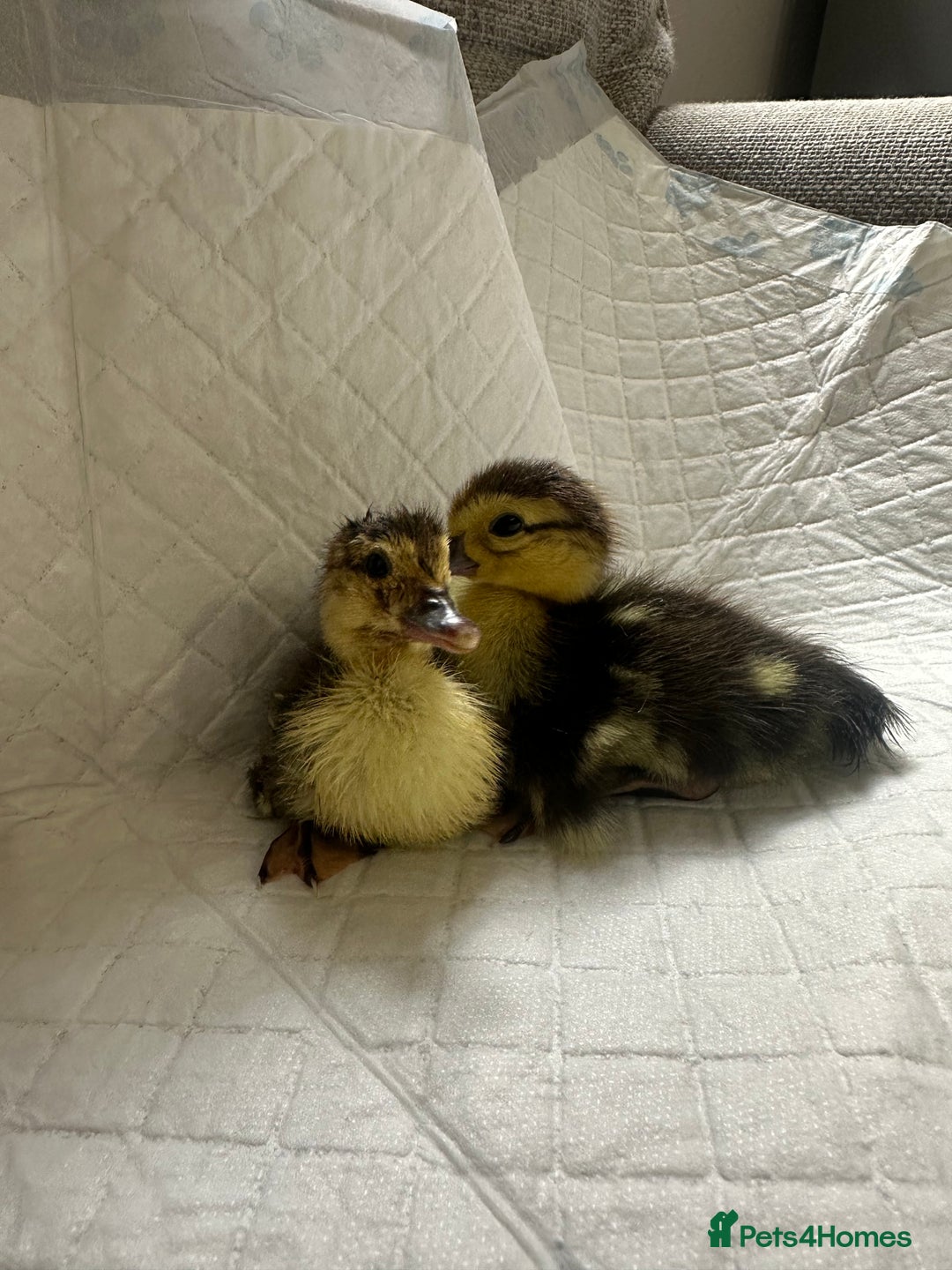 Ducks poultry for sale: Muscovies Muscovy ducklings Unsexed  - Image 2