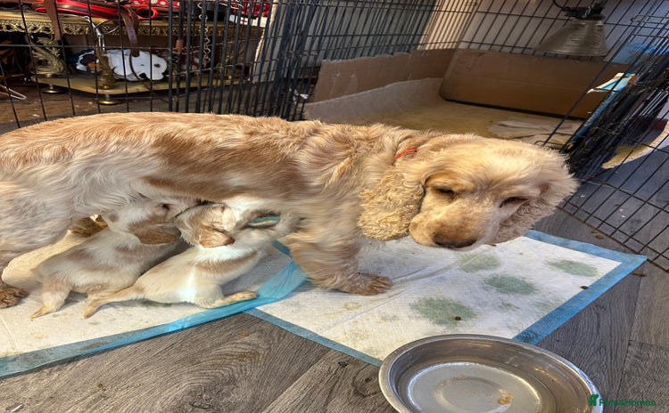 Cocker Spaniel dogs - Advert 9