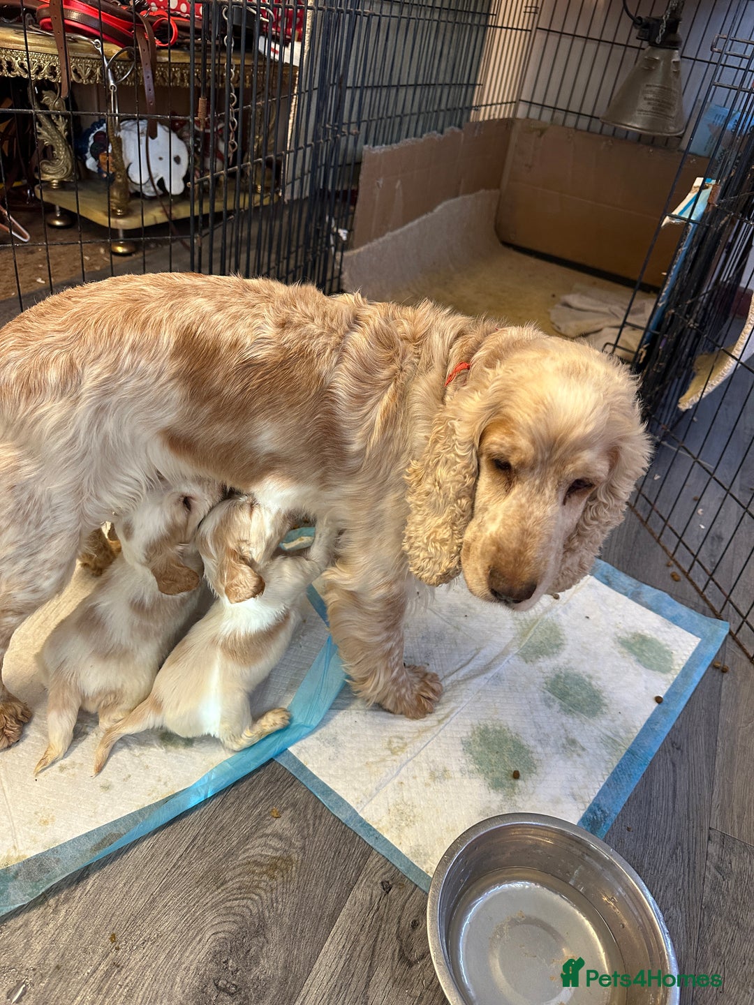 Cocker Spaniel dogs for sale: 1 boy available orange roan  - Advert 4