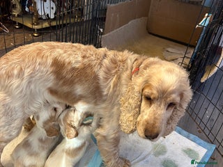 Cocker Spaniel dogs 2 boys available orange roan - Advert 12