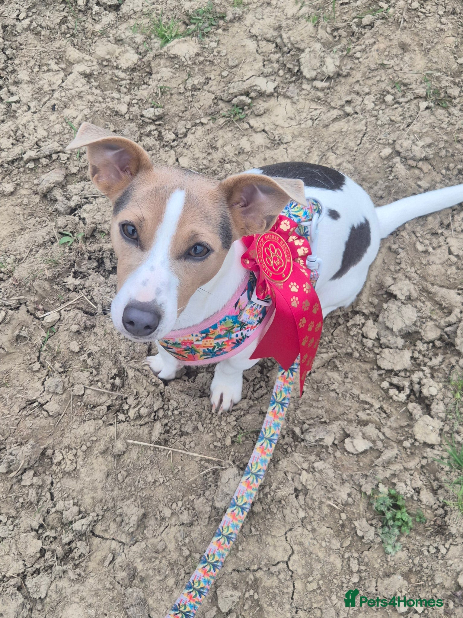 Jack Russell dogs 7 gorgeous blue tri Mini Jack Russell's for sale  - Advert 2