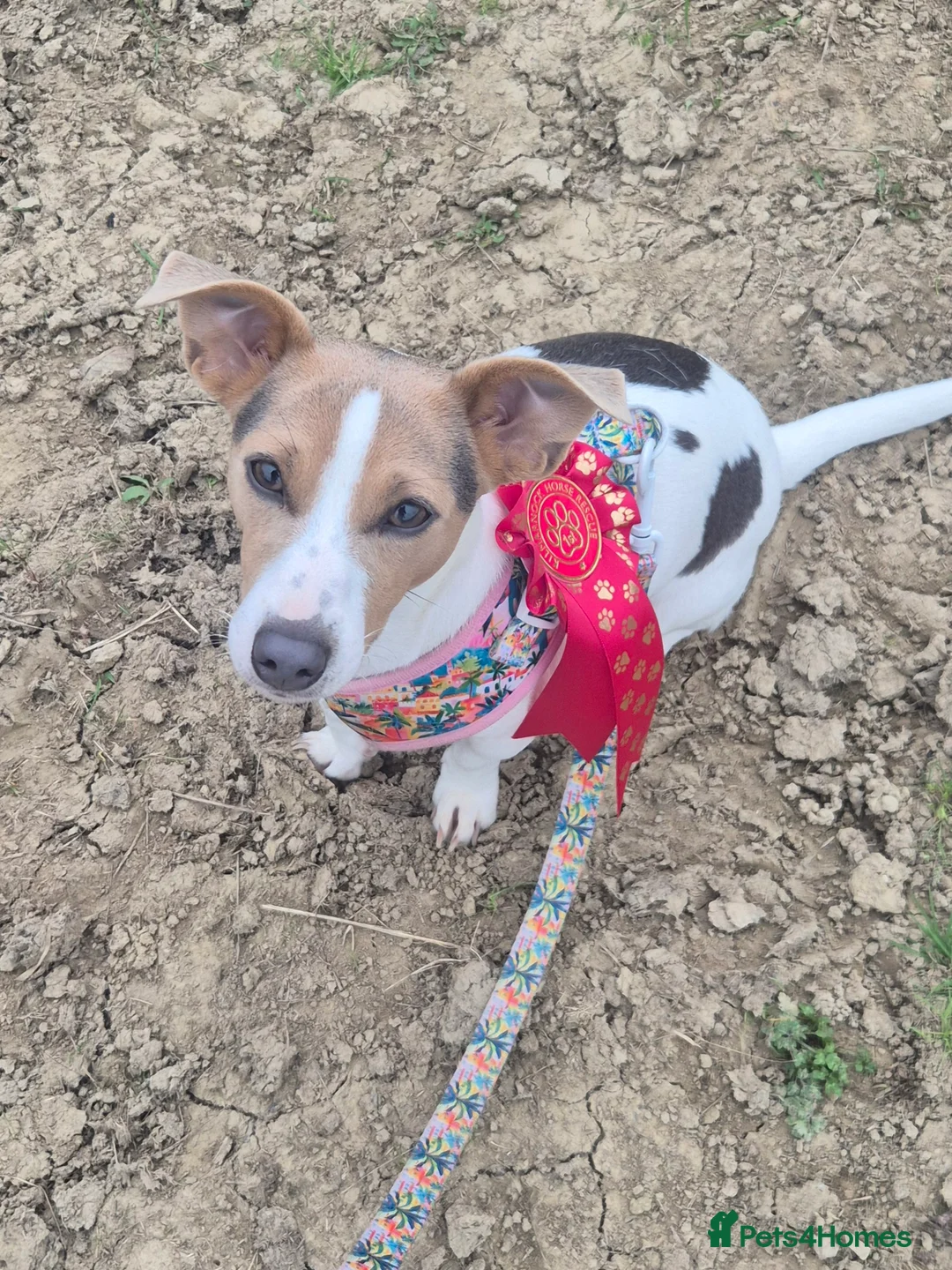 Jack Russell dogs for sale: 7 gorgeous blue tri Mini Jack Russell's for sale  - Advert 2