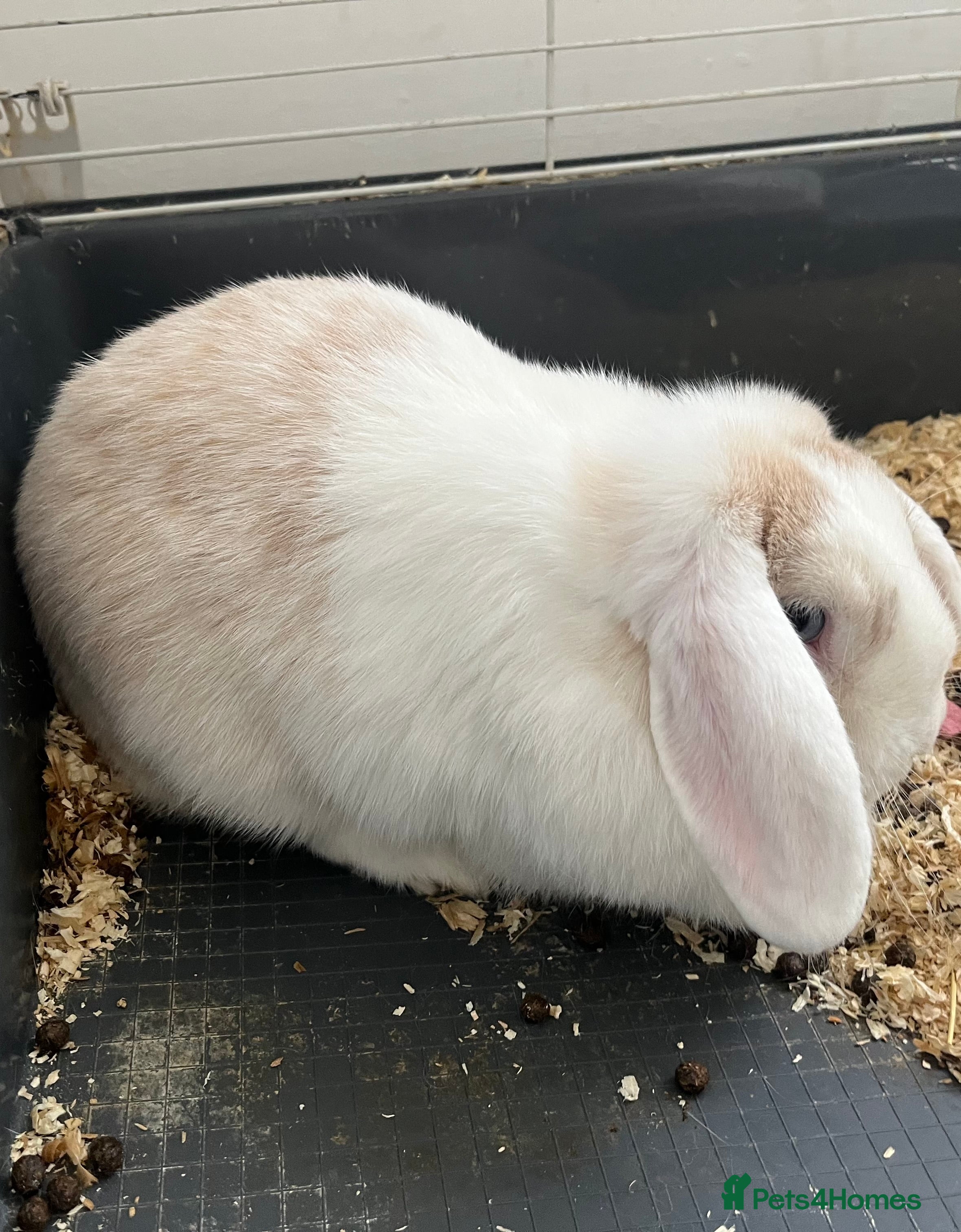 Mini Lop rabbits Mini lop pair - Advert 1