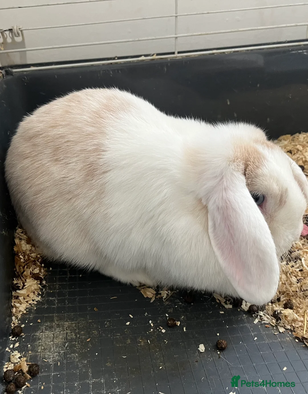Mini Lop rabbits for sale: Mini lop pair - Advert 1