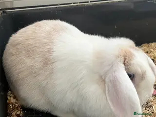 Mini Lop rabbits Mini lop pair - Advert 1