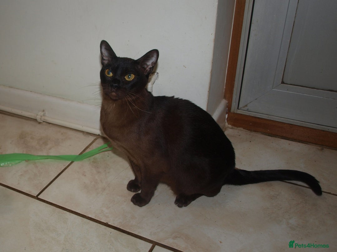 Burmilla cats for sale: Pedigree Burmilla Kittens - Advert 17