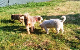 Yorkiepoo dogs for adoption: M.&K. - two inseparable friends for a Loving Home - Image 8