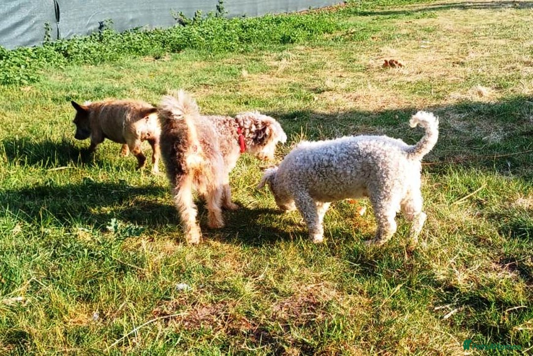 Yorkiepoo dogs for adoption: M.&K. - two inseparable friends for a Loving Home - Image 8