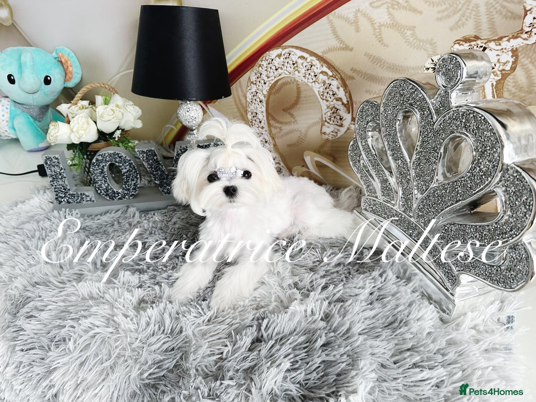 Maltese dogs for sale: Tiny KC Reg. Korean Line Maltese- by Emperatrice - Image 14